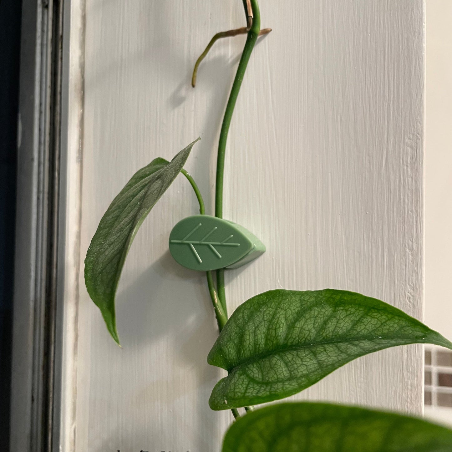 Leaf Wall Plant Clips